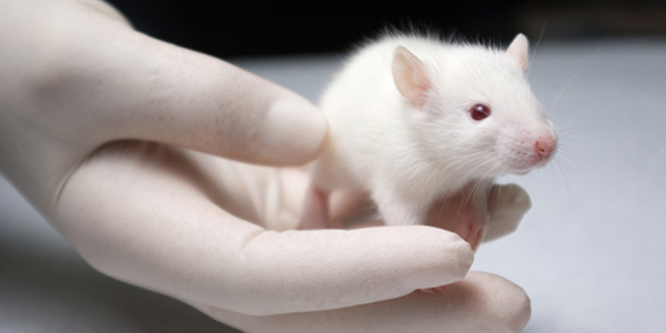 mouse-lab-rat image