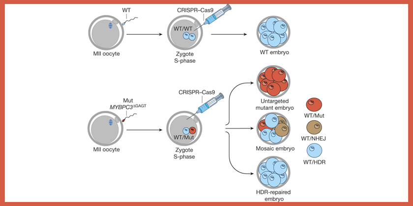 Correction of a pathogenic gene mutation in human embryos